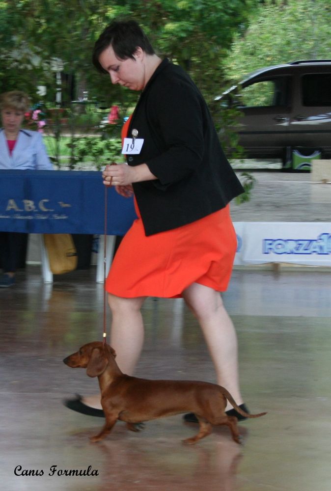 Dachshound standard Champion Italian Club